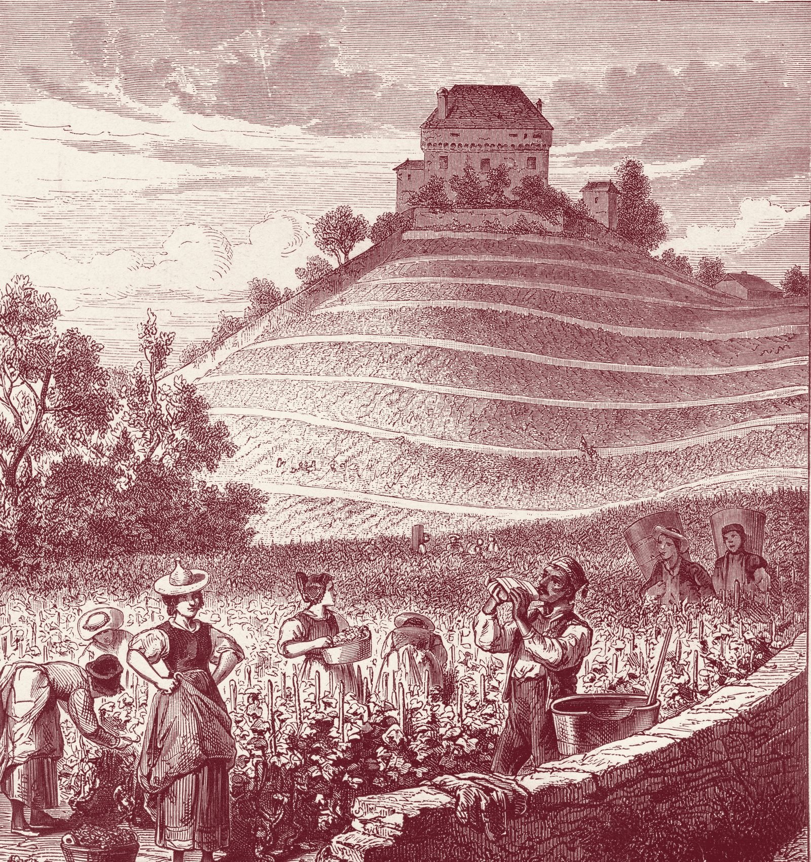 Nineteenth-century engraving of a terraced vineyard at harvest