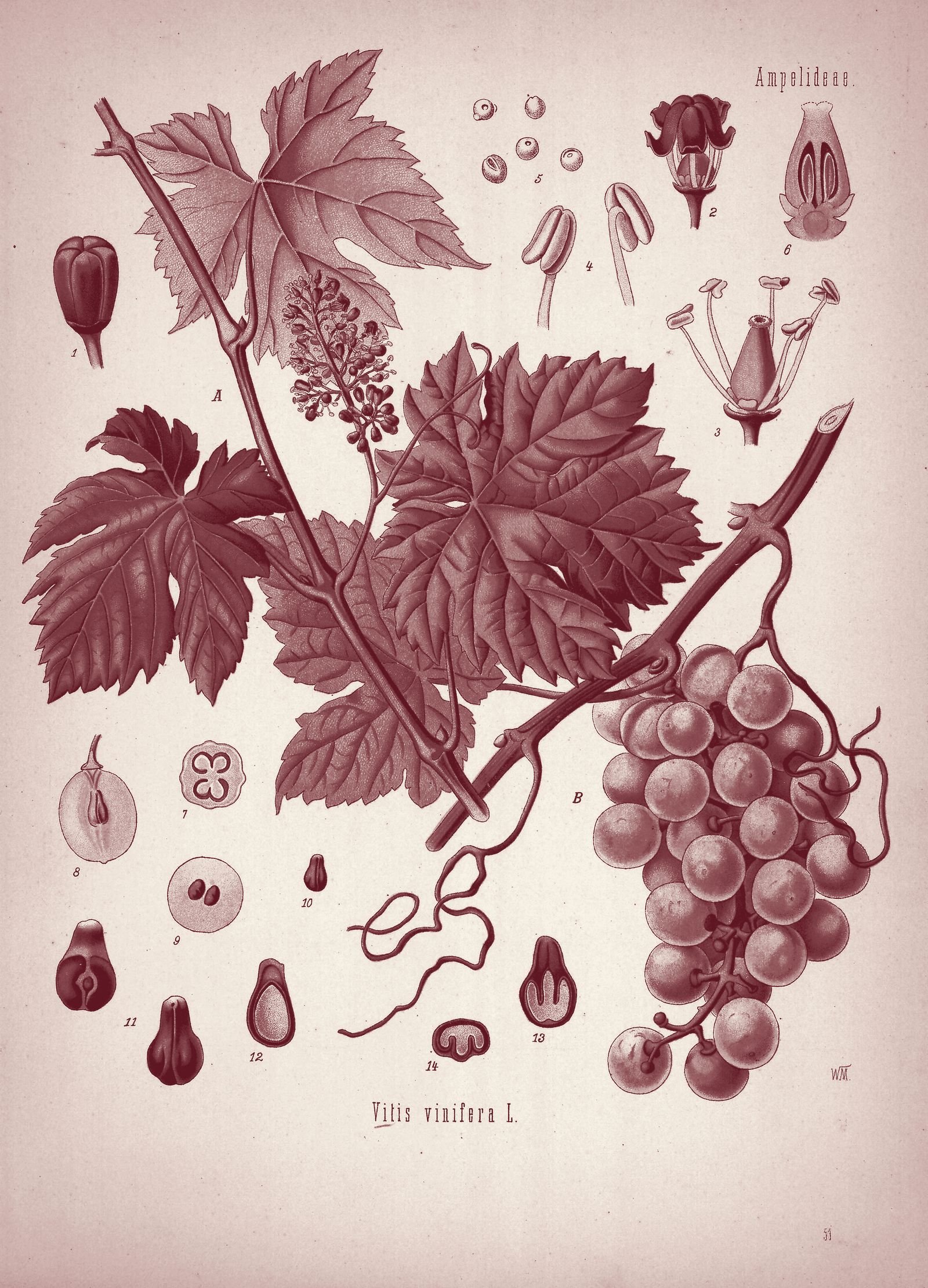 Botanical plate of the grapevine