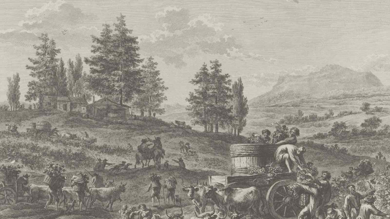 Gravure du XVIIIe siècle : de grandes vendanges dans les collines