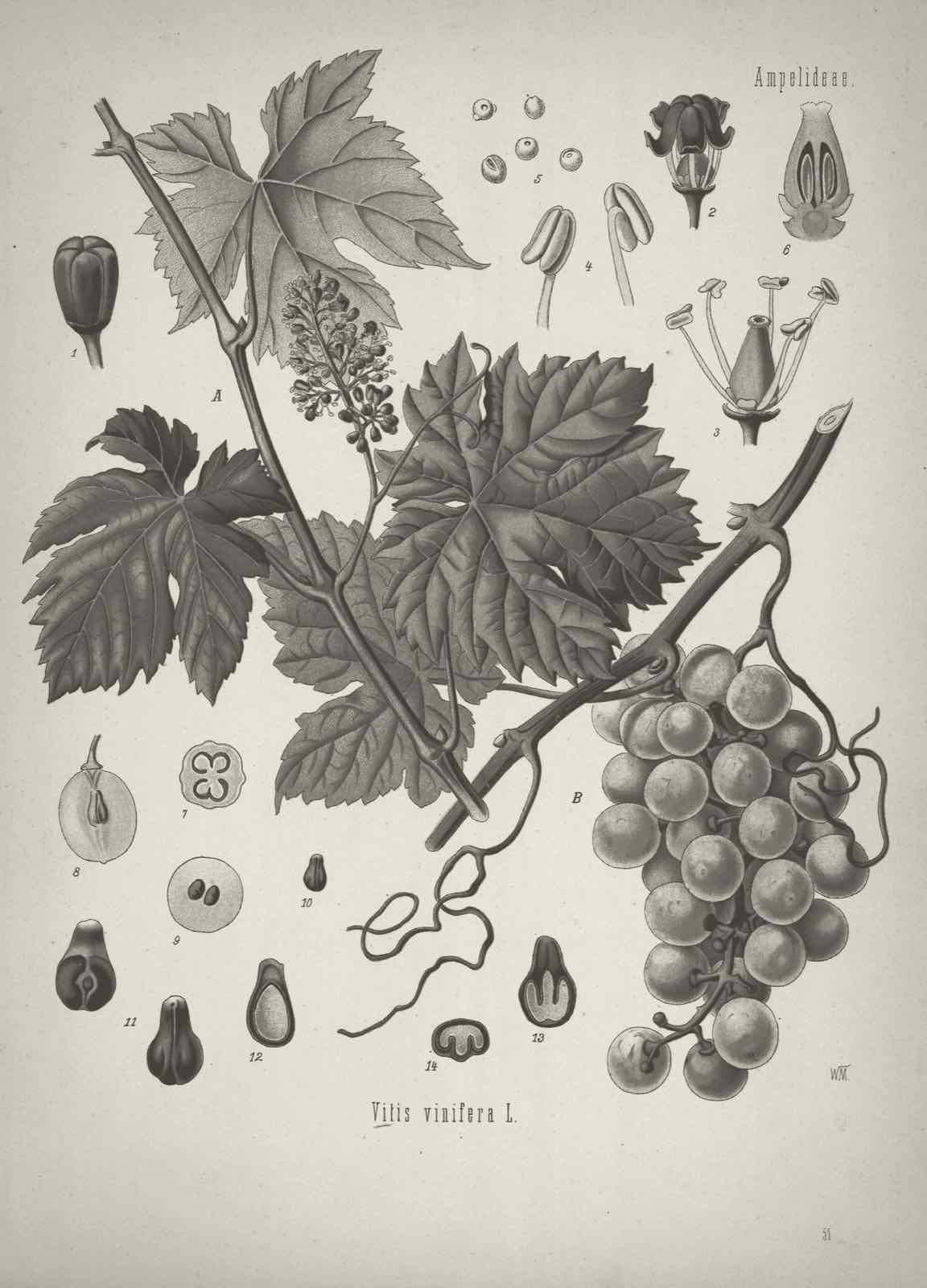 Botanical plate of the grapevine
