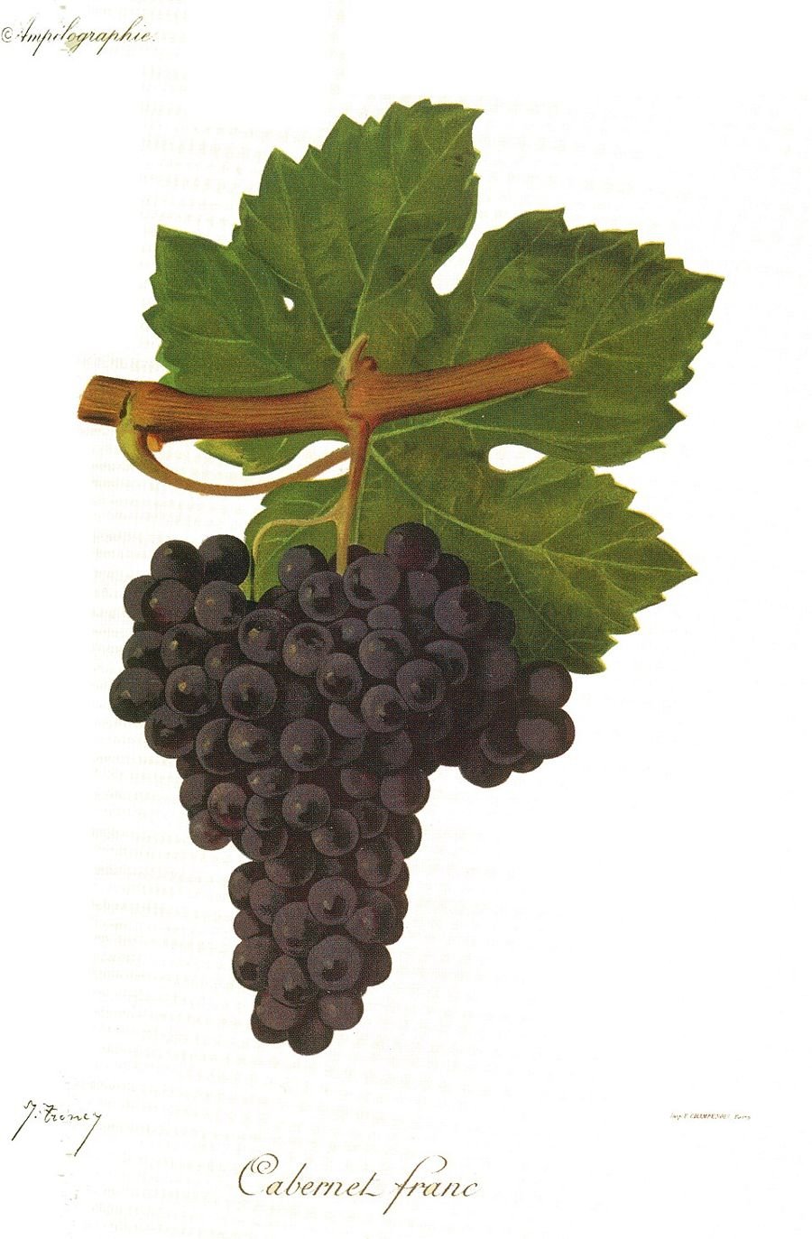 Cabernet Franc, ampelographic plate, Viala & Vermorel