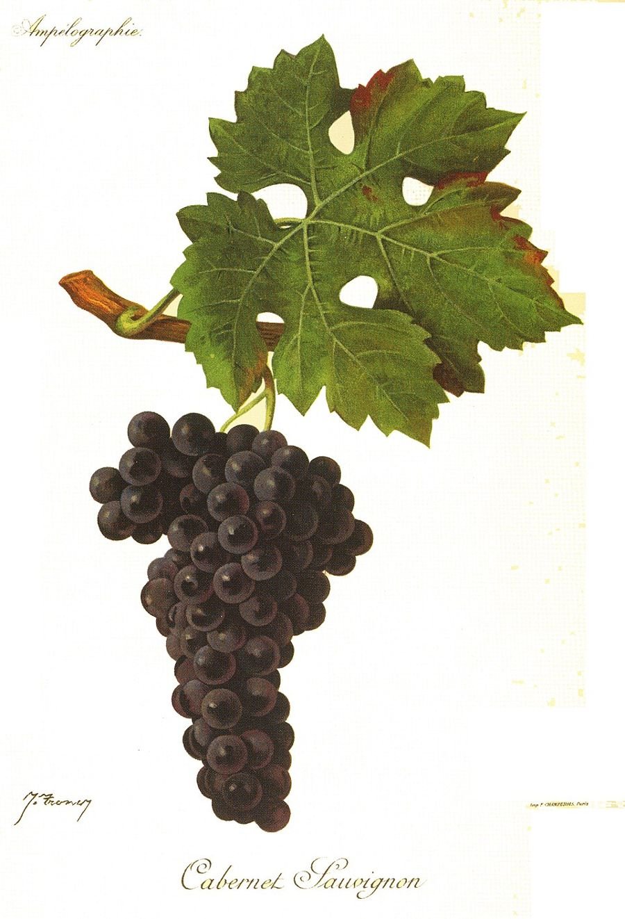 Cabernet Sauvignon, ampelographic plate, Viala & Vermorel