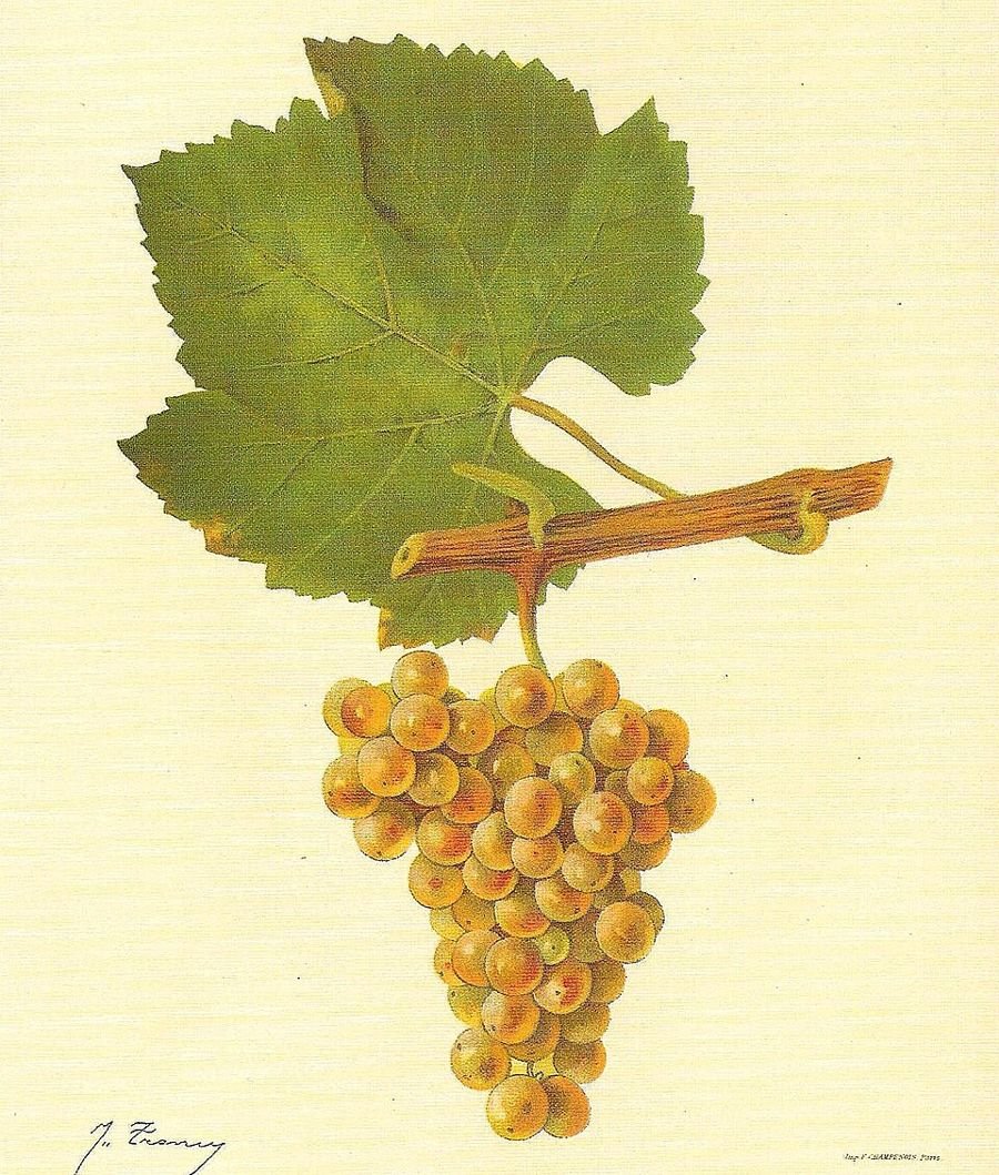 Chardonnay, ampelographic plate, Viala & Vermorel