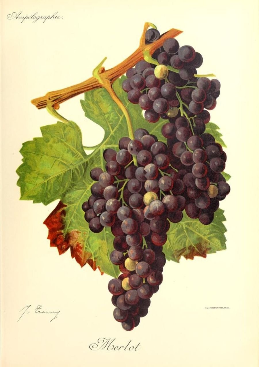 Merlot, ampelographic plate, Viala & Vermorel