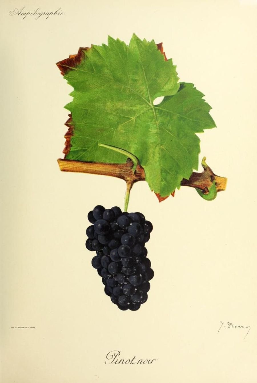 Pinot Noir, ampelographic plate, Viala & Vermorel