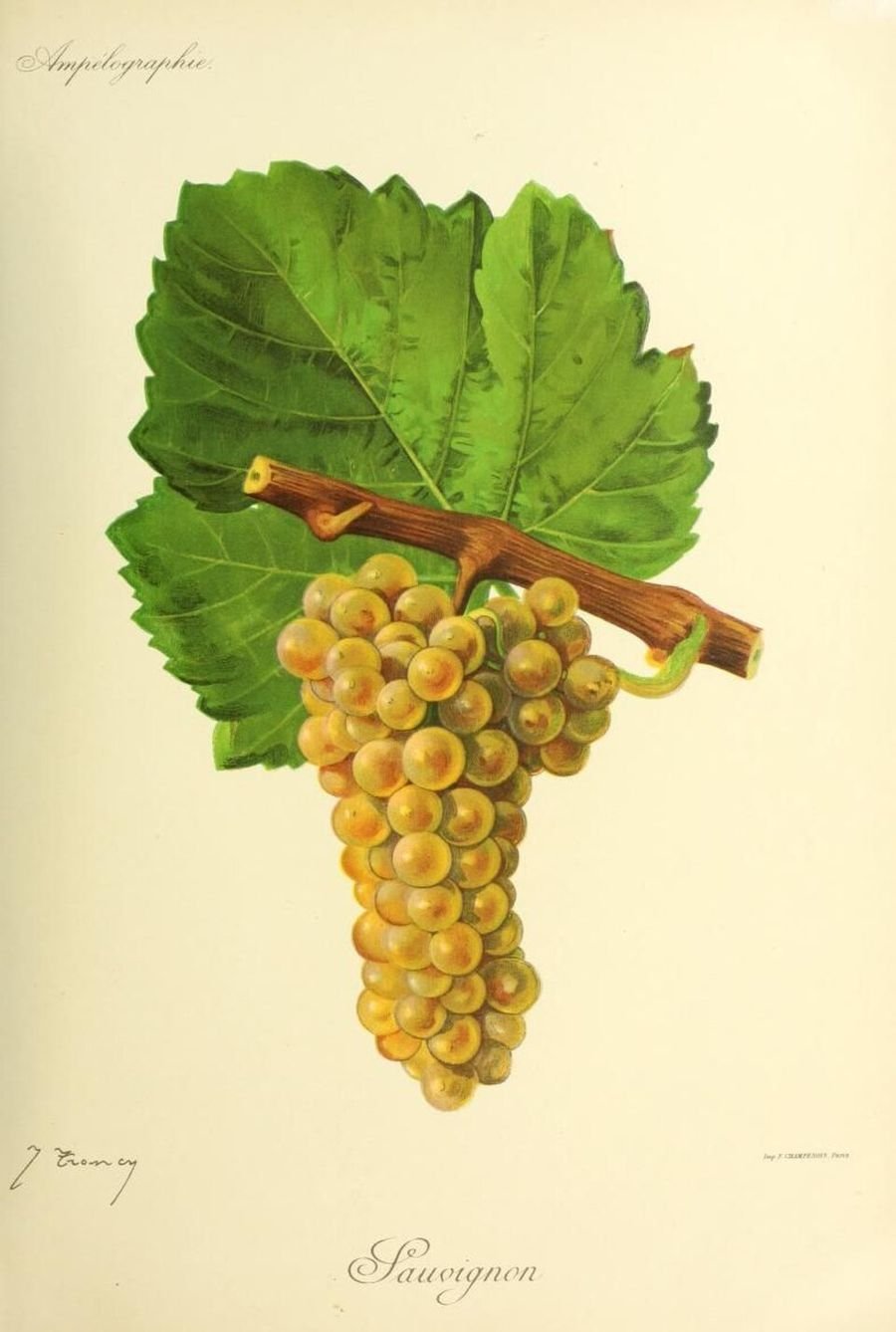Sauvignon Blanc, ampelographic plate, Viala & Vermorel