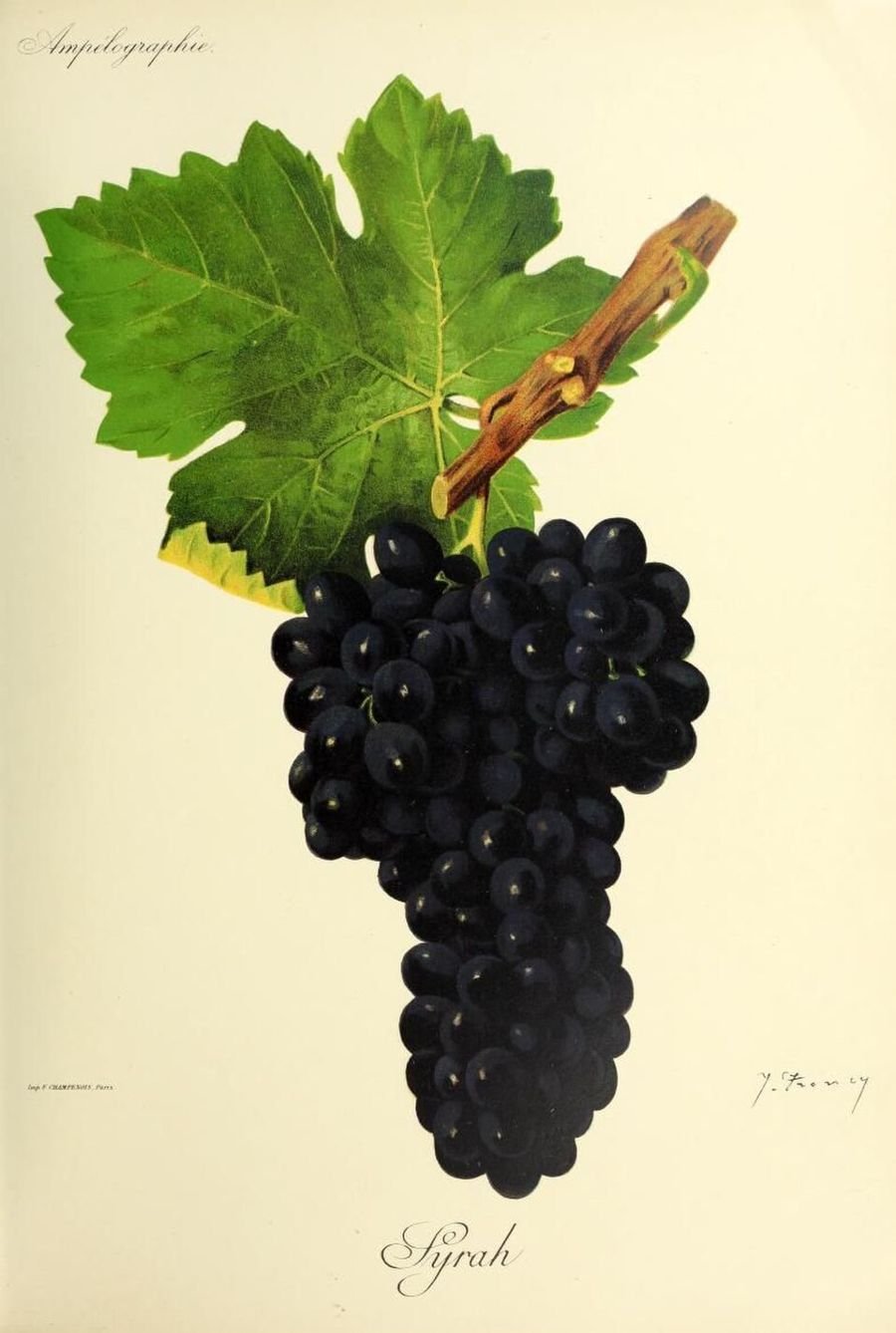 Syrah, ampelographic plate, Viala & Vermorel